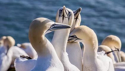 爱游戏平台体验-文霍斯特：交易哈登风险极大 将球星特权推向极致